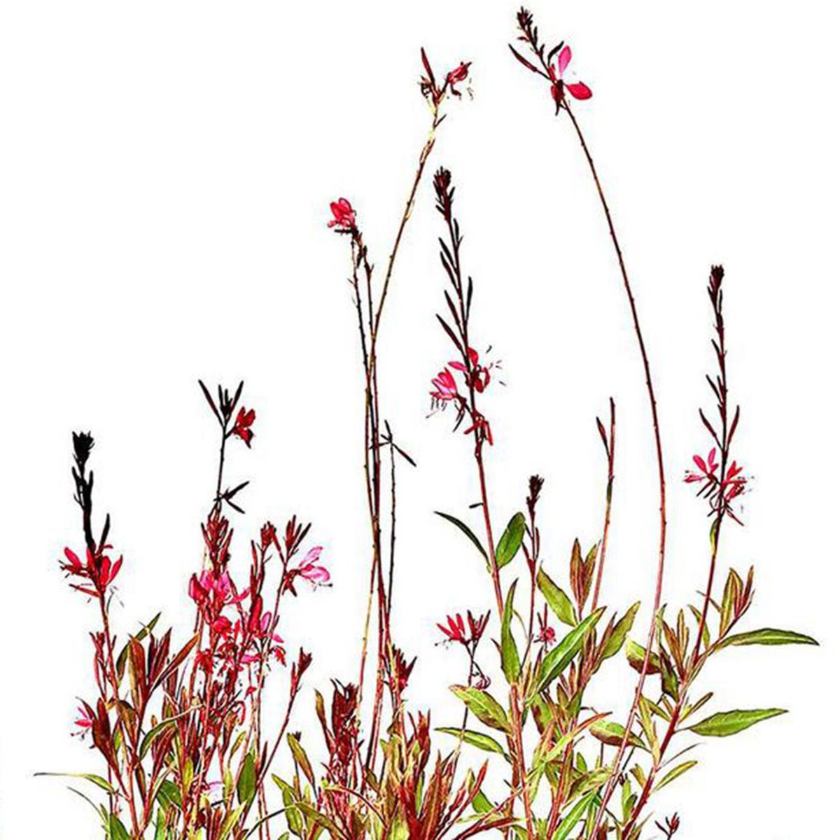 FLORES DE MI TIERRA - Gaura 35 cm Natural CT23
