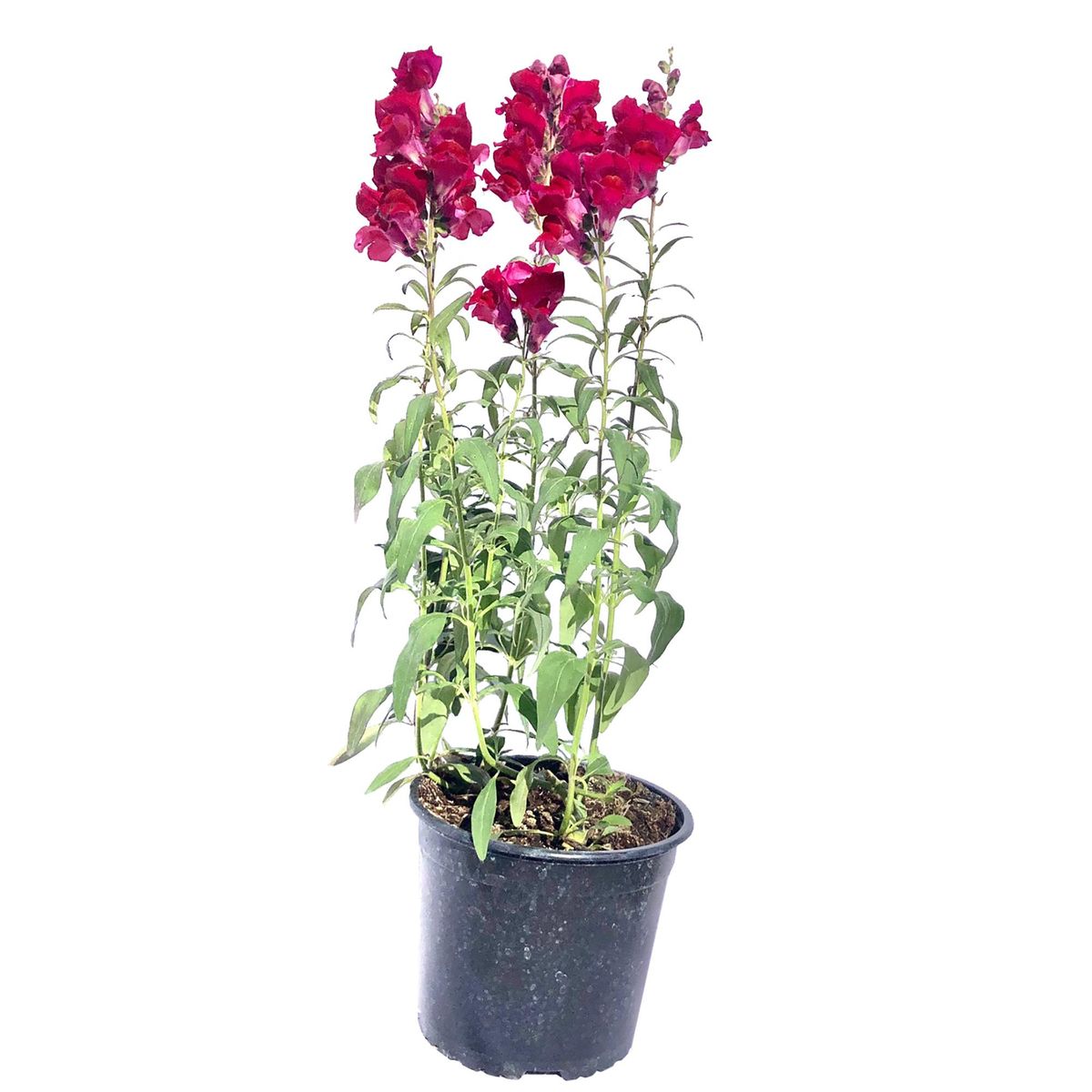 FLORES DE MI TIERRA - Perrito Liberty 60 cm Natural CT17