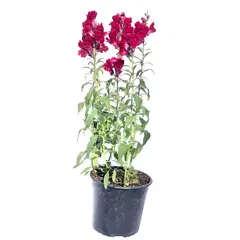 FLORES DE MI TIERRA - Perrito Liberty 60 cm Natural CT17