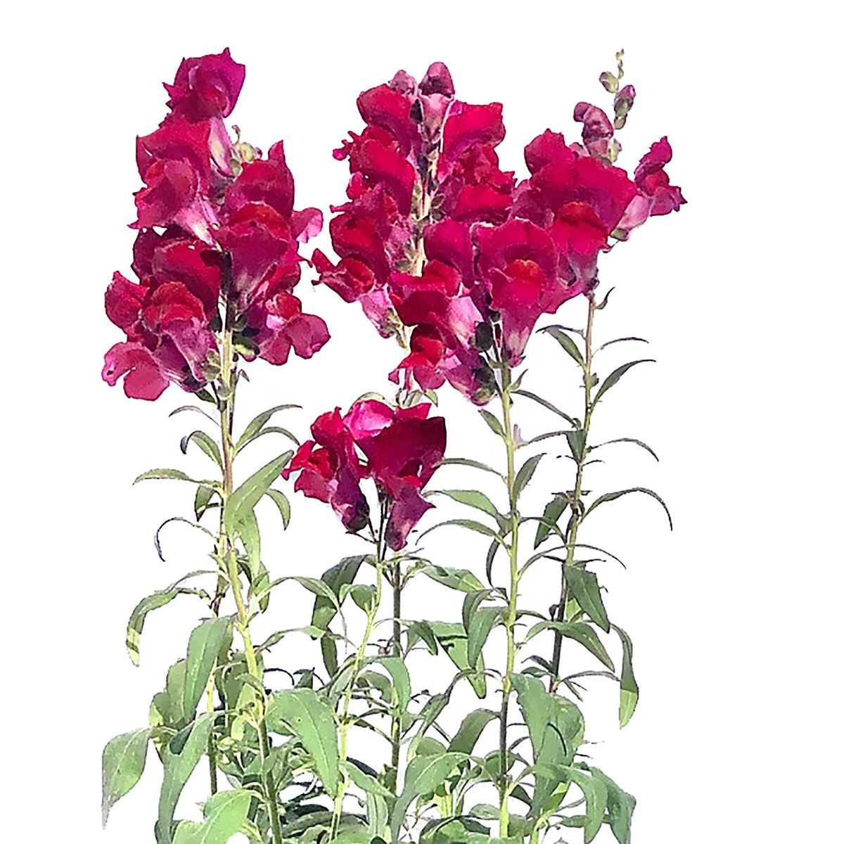 FLORES DE MI TIERRA - Perrito Liberty 60 cm Natural CT17