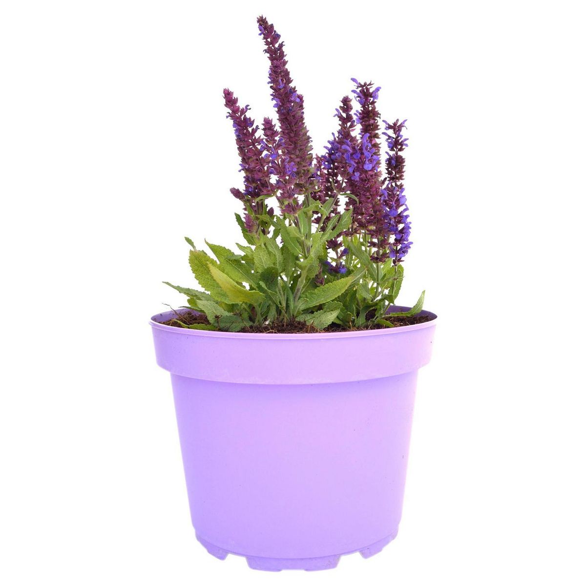 FLORES DE MI TIERRA - Salvia Blue 20 cm Natural CT23
