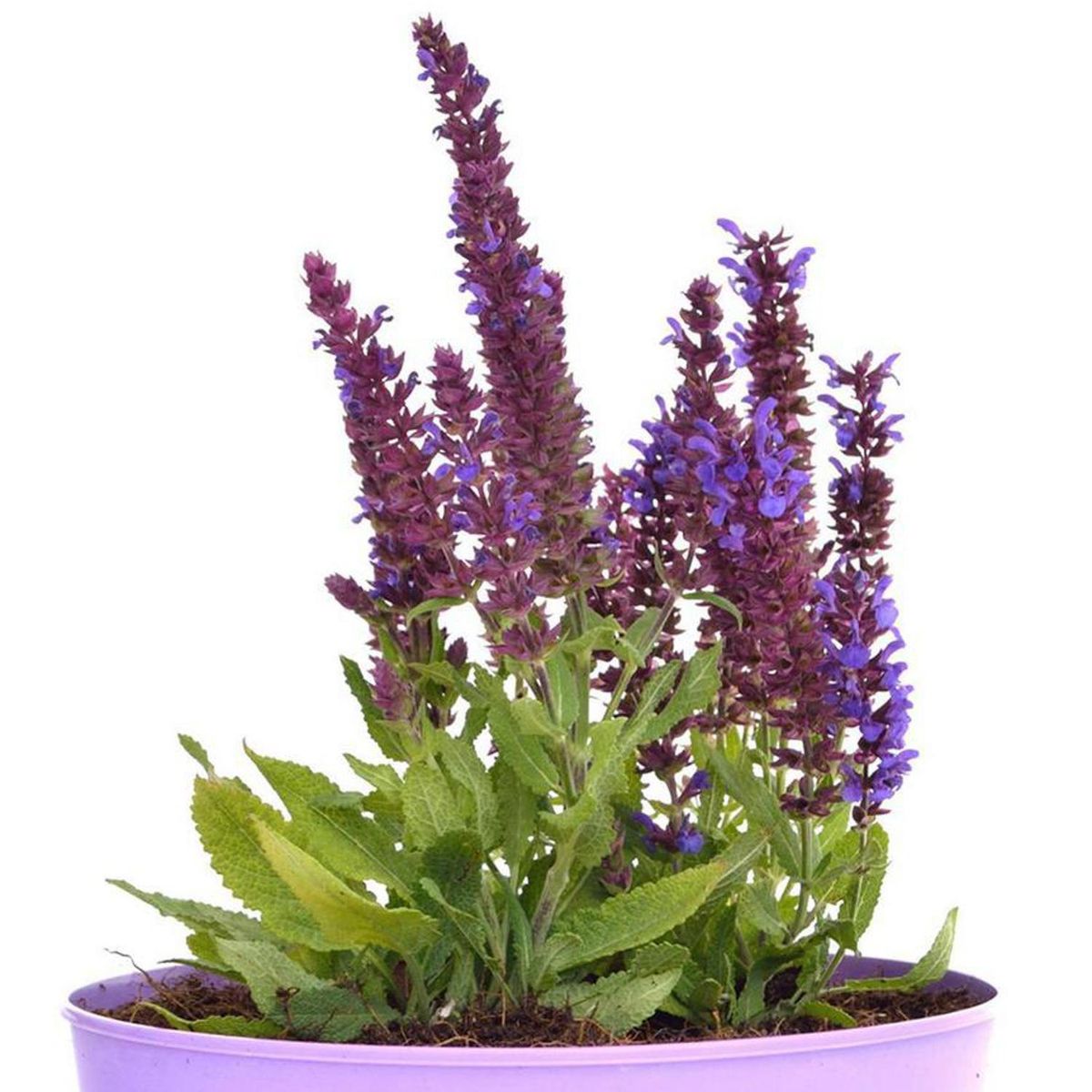 FLORES DE MI TIERRA - Salvia Blue 20 cm Natural CT23