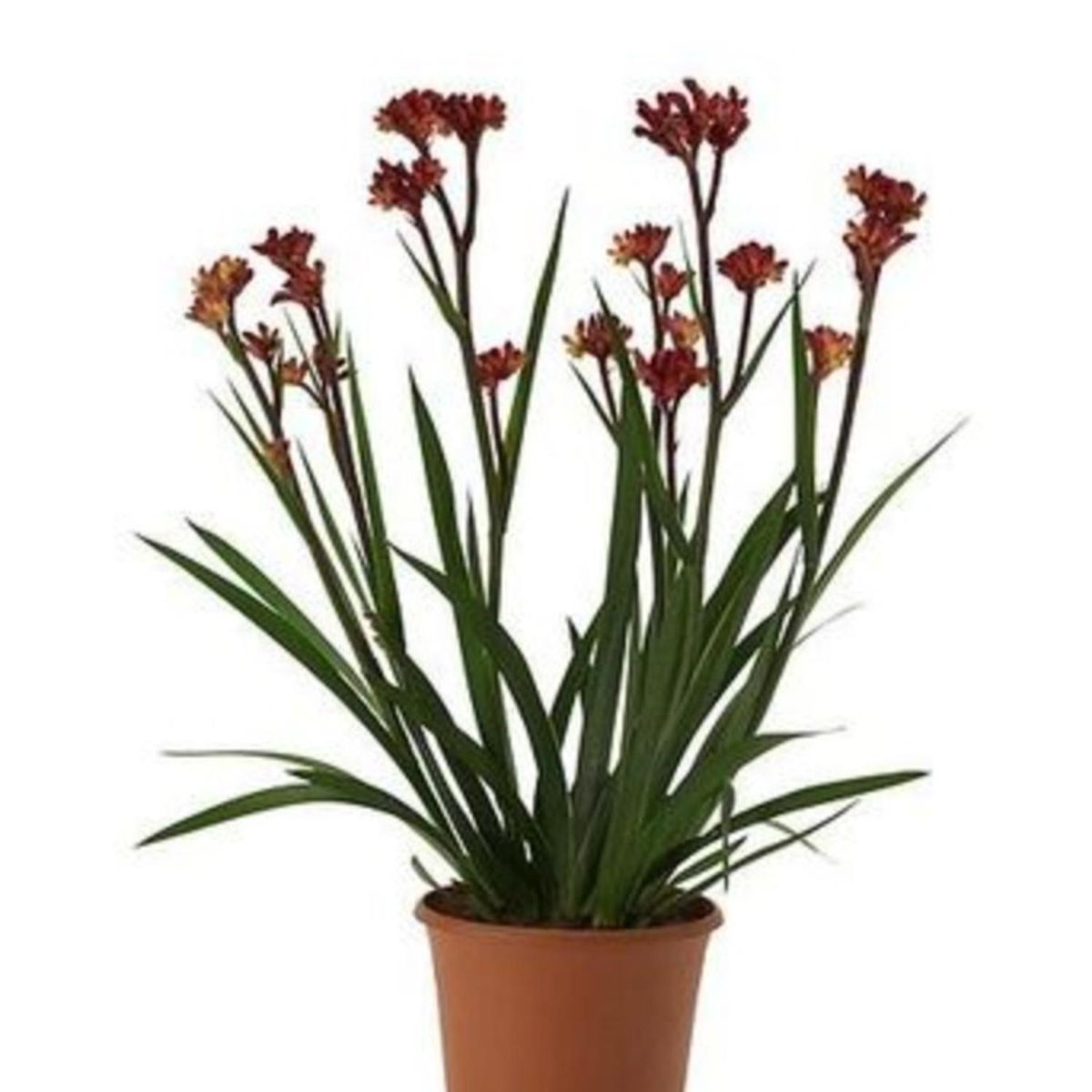 FLORES DE MI TIERRA - Anigozanthos 25 cm Natural CT21