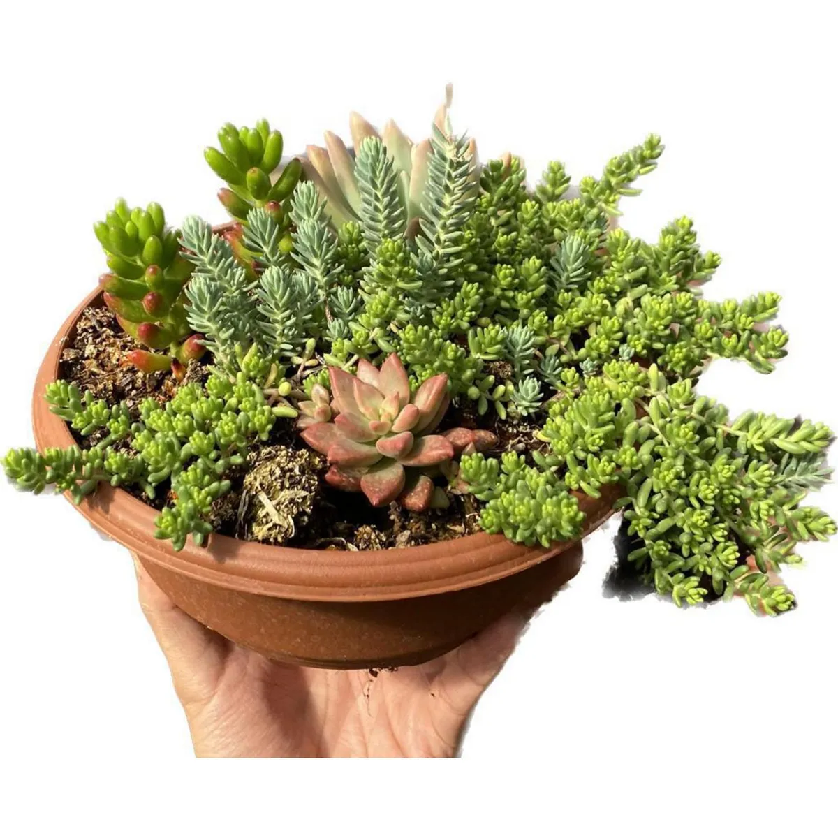 FLORES DE MI TIERRA - Mix Suculentas 15 cm Natural CT23