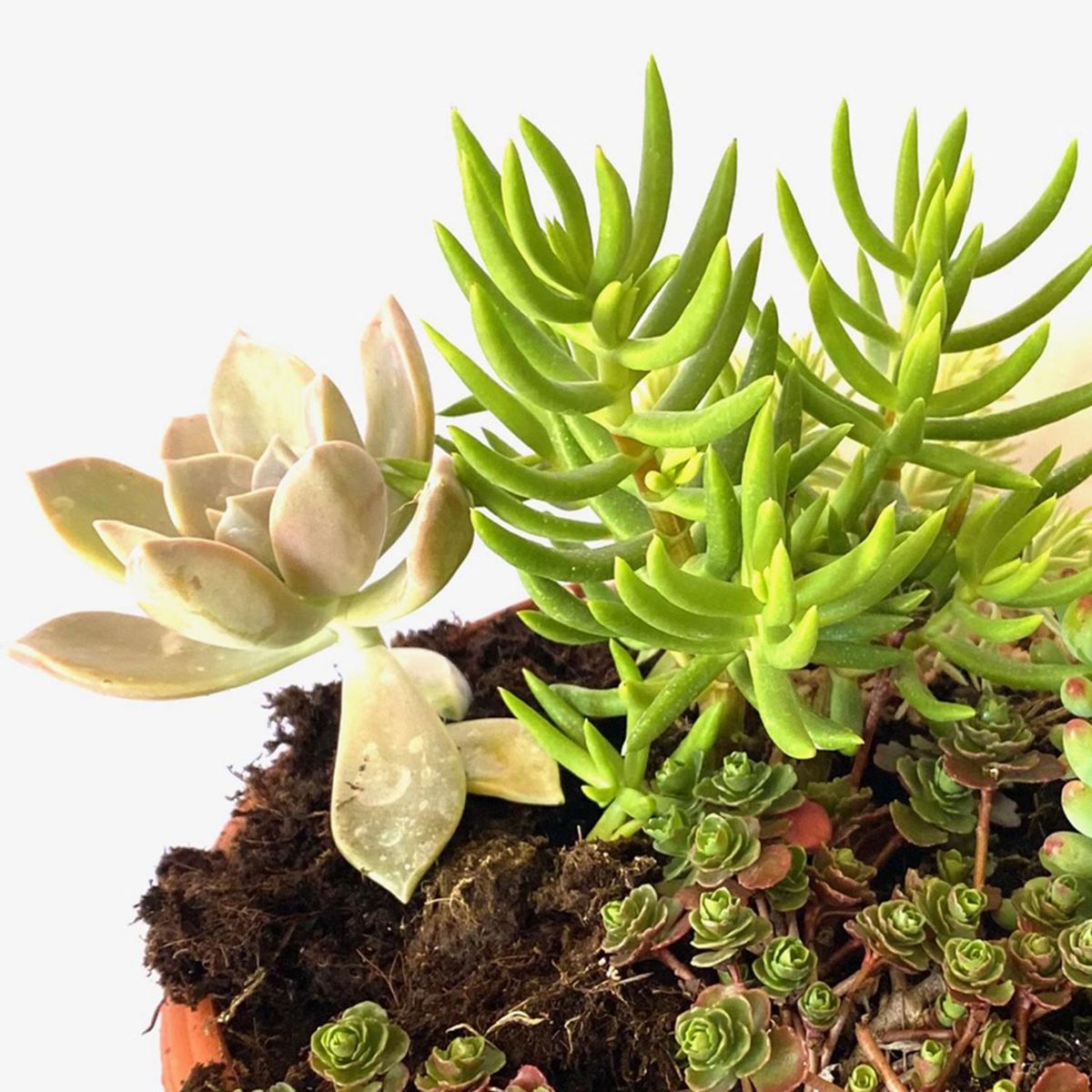 FLORES DE MI TIERRA - Mix Suculentas 15 cm Natural CT23