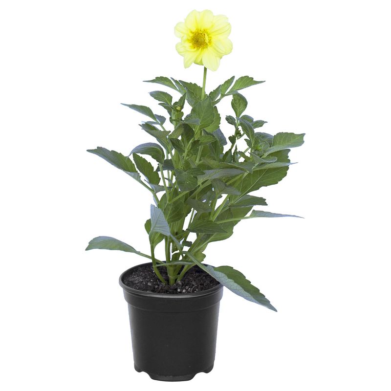 LAS BANDURRIAS - Dahlia 10 cm Natural CT10