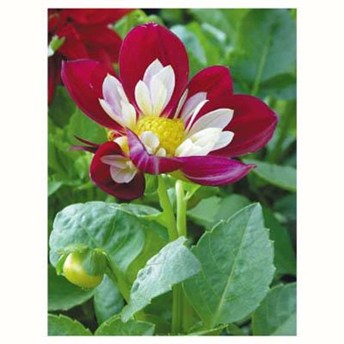 LAS BANDURRIAS - Dahlia 10 cm Natural CT10