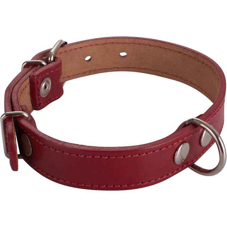 Collar Para Perro 50X2. 5 Cm Mascotas