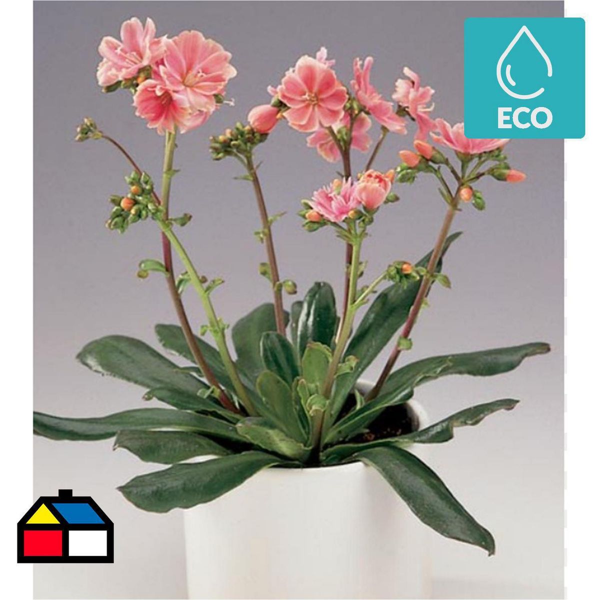 FLORES DE MI TIERRA - Lewisia Cotyledon 13 cm Natural CT16.5