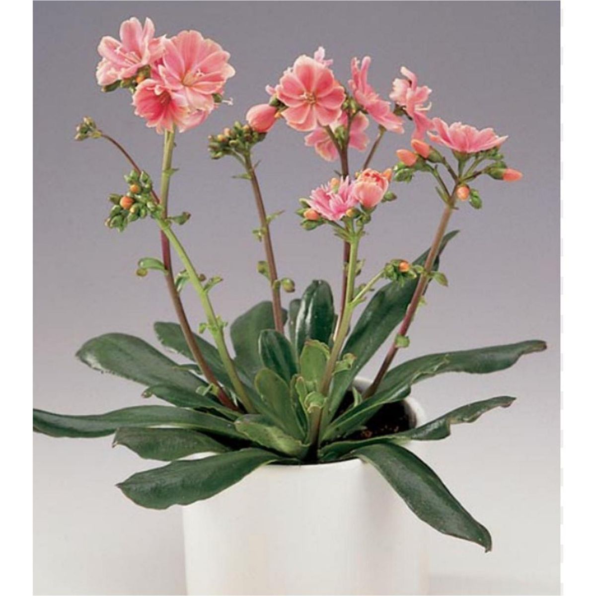 FLORES DE MI TIERRA - Lewisia Cotyledon 13 cm Natural CT16.5