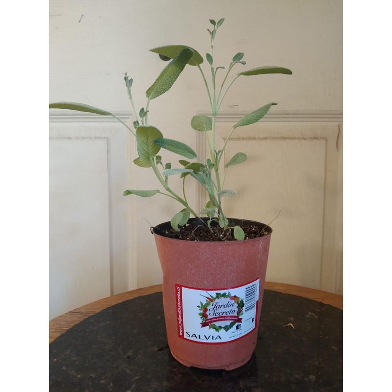 JARDIN SECRETO - Salvia 20 cm Natural CT12