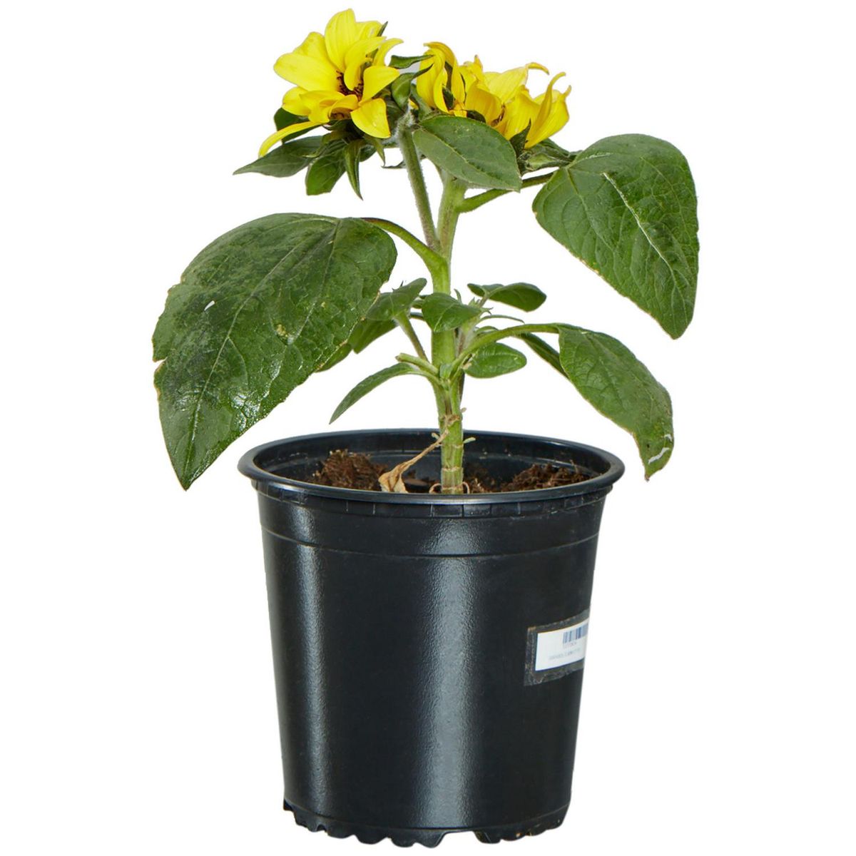 LAS BANDURRIAS - Girasol 30 cm Natural CT13