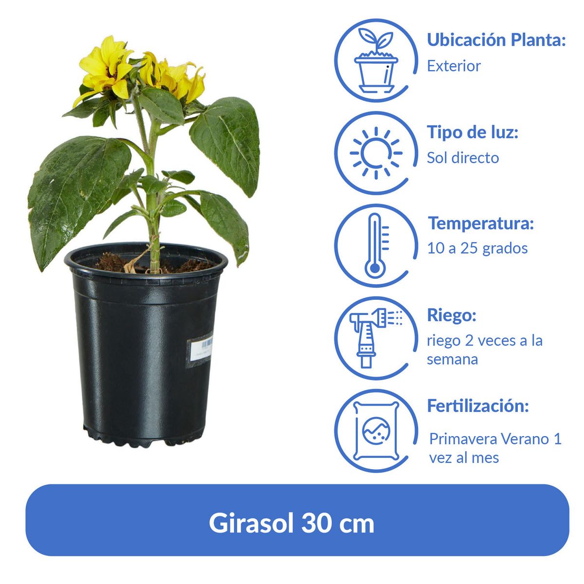 LAS BANDURRIAS - Girasol 30 cm Natural CT13