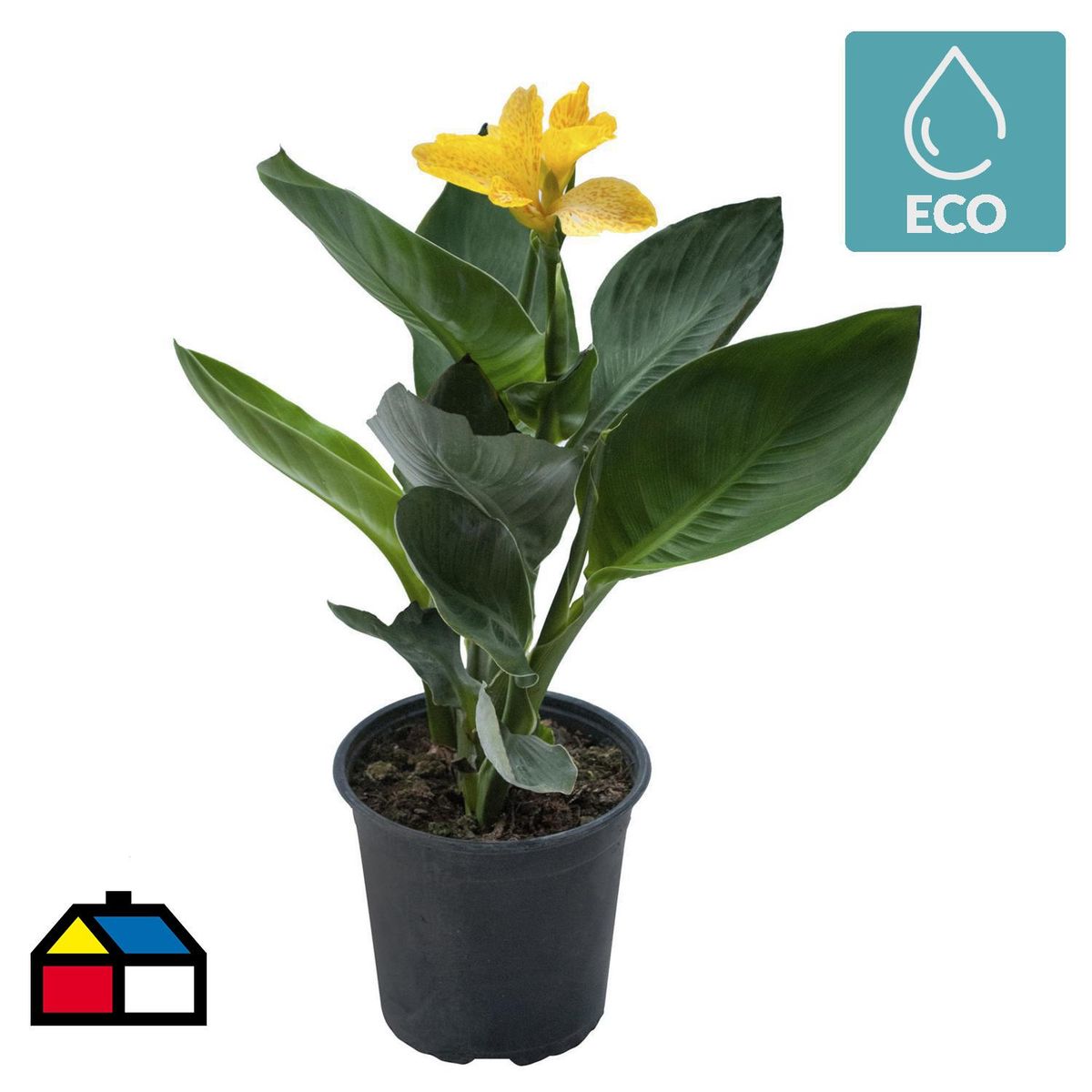 LAS BANDURRIAS - Planta Achira 30 cm Natural CT17