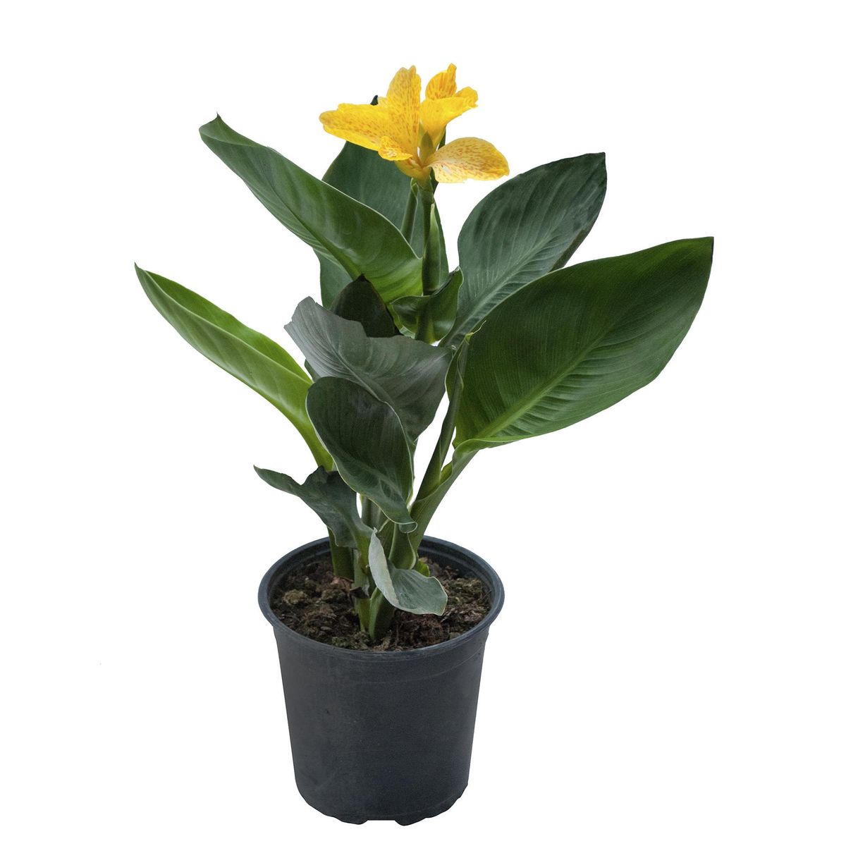 LAS BANDURRIAS - Planta Achira 30 cm Natural CT17