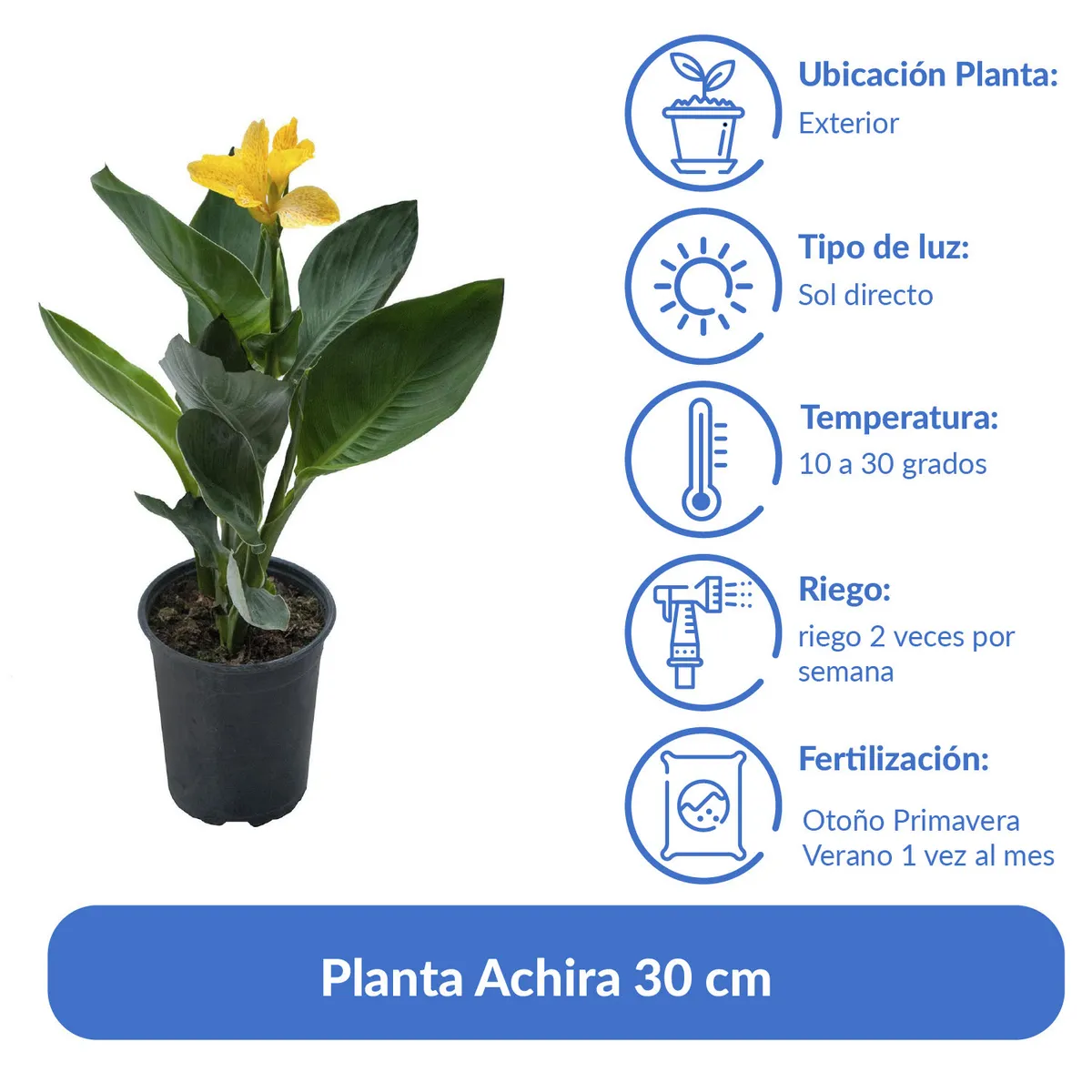 LAS BANDURRIAS - Planta Achira 30 cm Natural CT17