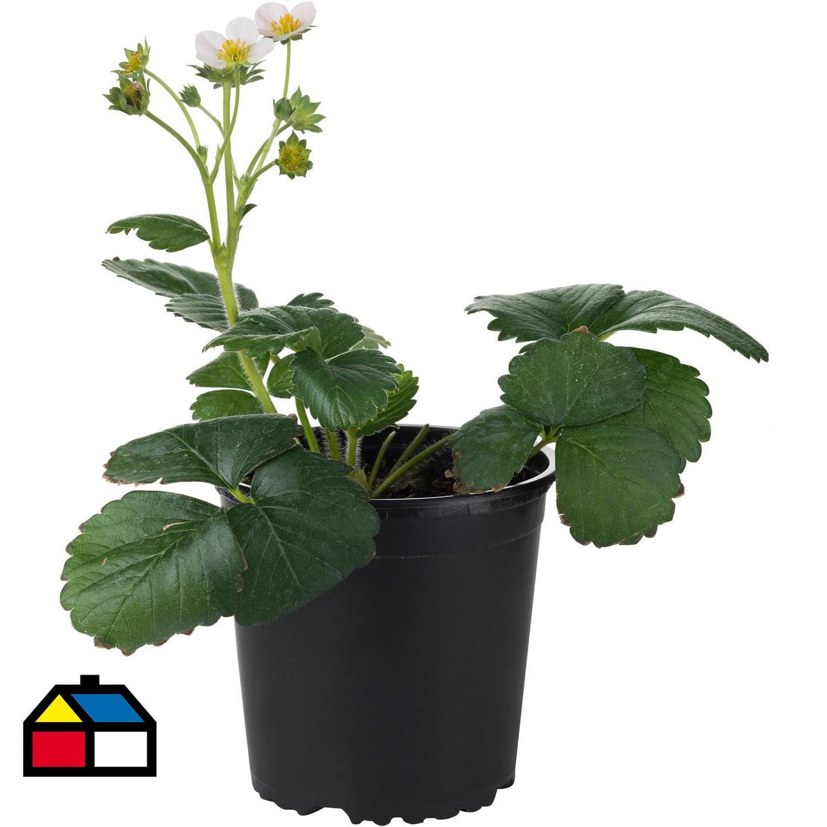 LAS BANDURRIAS - Frutilla 10 cm Natural CT13