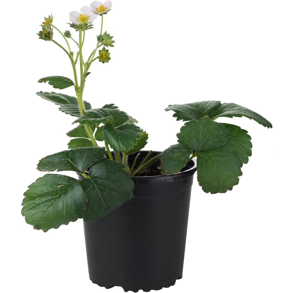 LAS BANDURRIAS - Frutilla 10 cm Natural CT13