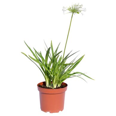 Planta Agapanto 60 cm Natural CT21