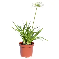 FLORES DE MI TIERRA - Planta Agapanto 60 cm Natural CT21