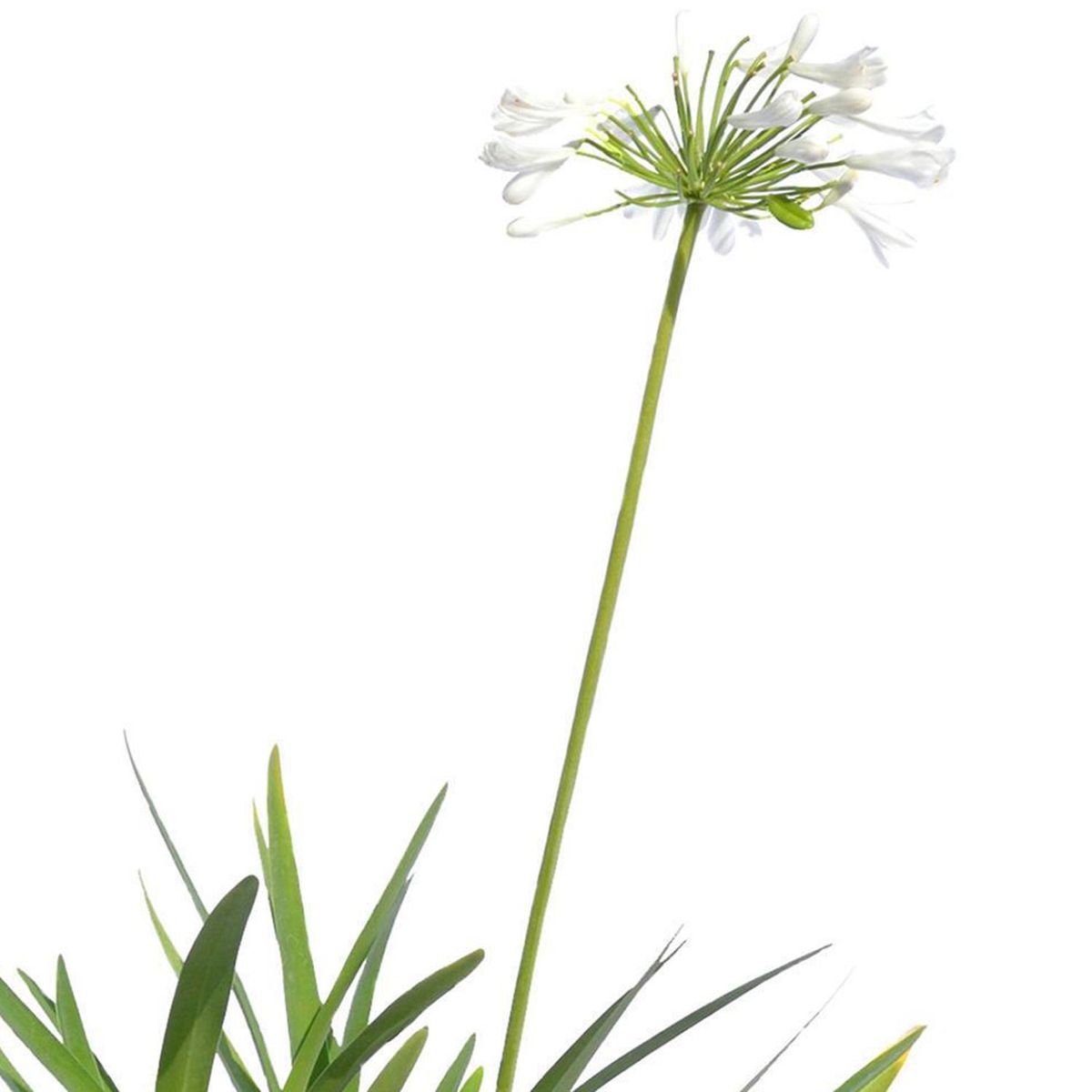 FLORES DE MI TIERRA - Planta Agapanto 60 cm Natural CT21