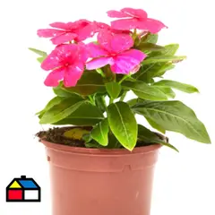 FLORES DE MI TIERRA - Vinca Mixture 15 cm Natural CT13