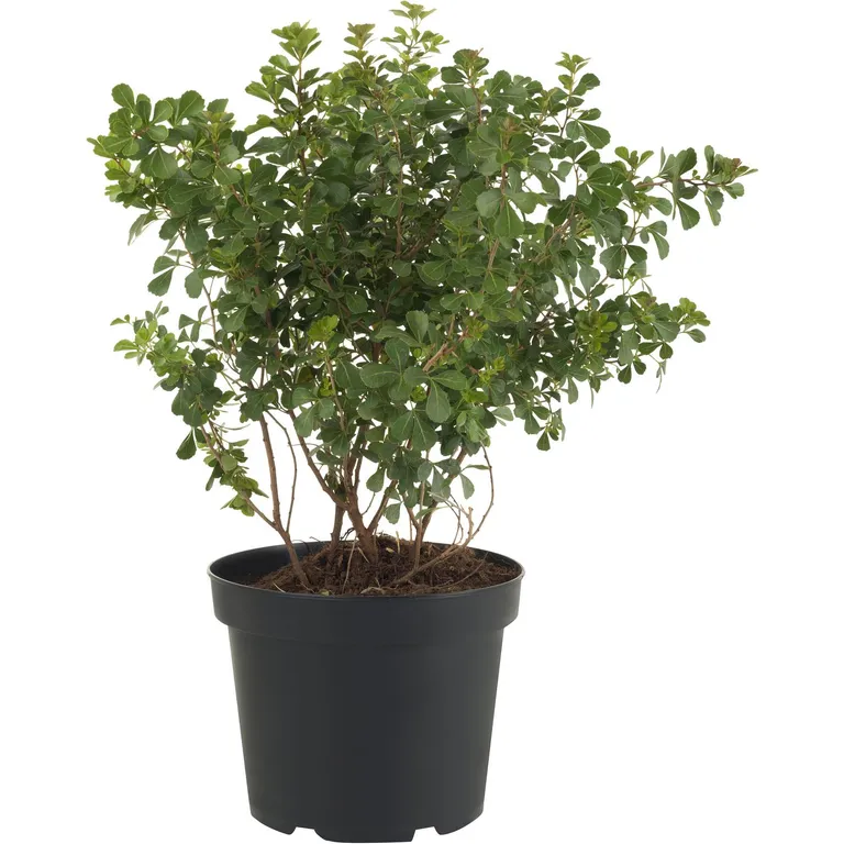 Arbusto Rhus Crenatta Natural 30 cm