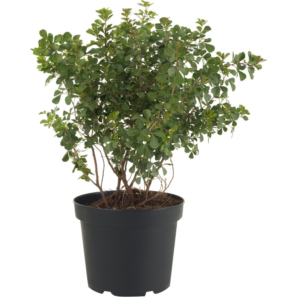 LAS BANDURRIAS - Arbusto Rhus Crenatta Natural 30 cm