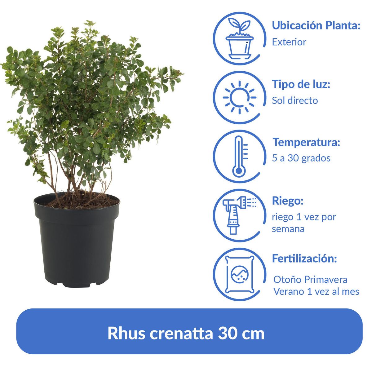 LAS BANDURRIAS - Arbusto Rhus Crenatta Natural 30 cm