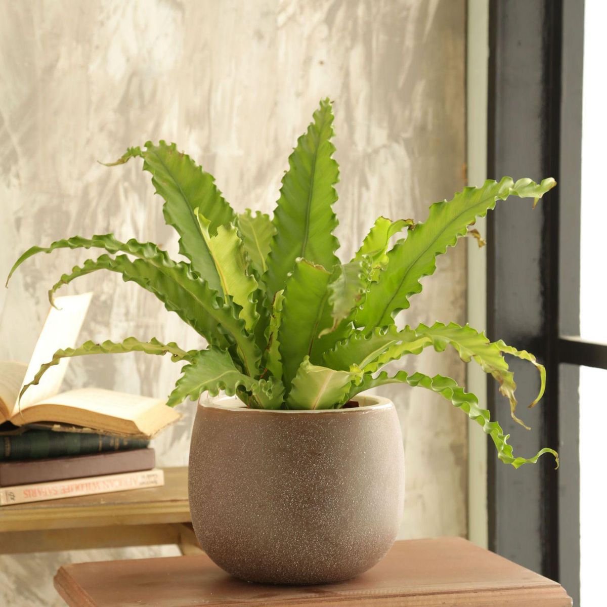 CASA BONITA - Macetero Ceuta de Cerámica 22x18 cm Beige