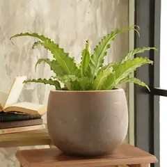 CASA BONITA - Macetero de cerámica Ceuta 30x23 cm beige