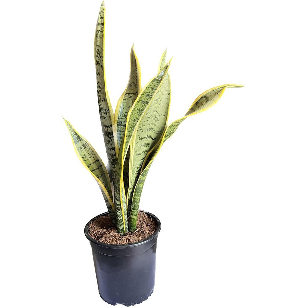 FLORES DE MI TIERRA - Sansevieria Laurenti 30 cm Natural CT15