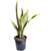 Sansevieria Laurenti 30 cm Natural CT15