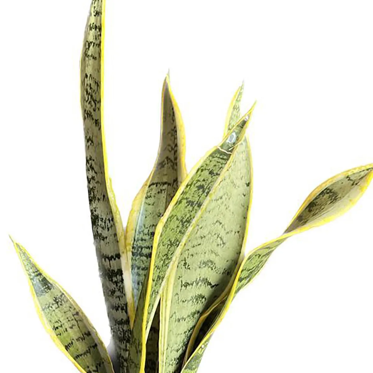 FLORES DE MI TIERRA - Sansevieria Laurenti 30 cm Natural CT15