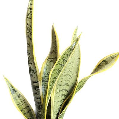 Imagen 2 del producto Sansevieria Laurenti 30 cm Natural CT15