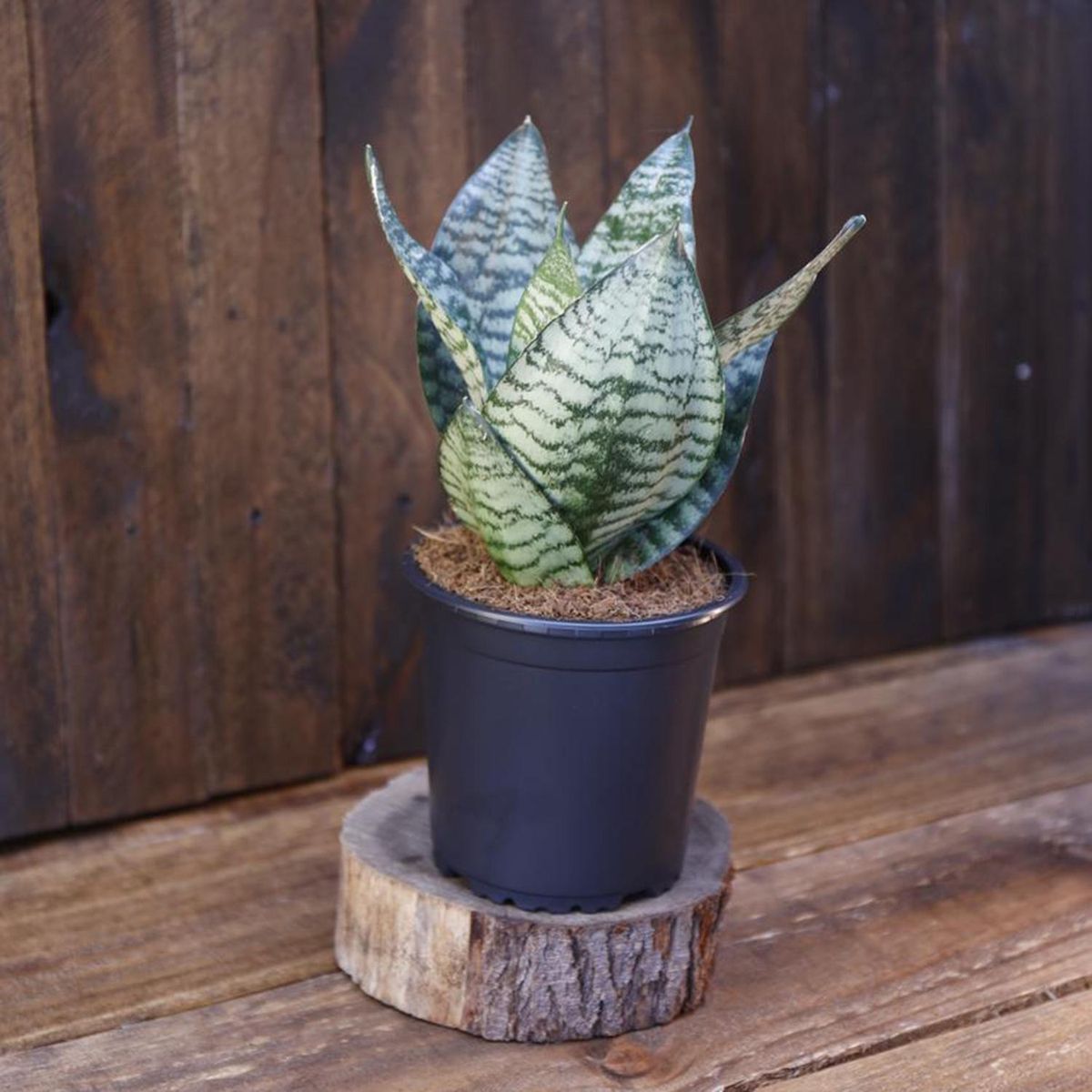 FLORES DE MI TIERRA - Sansevieria Zeylani 15 cm Natural CT15