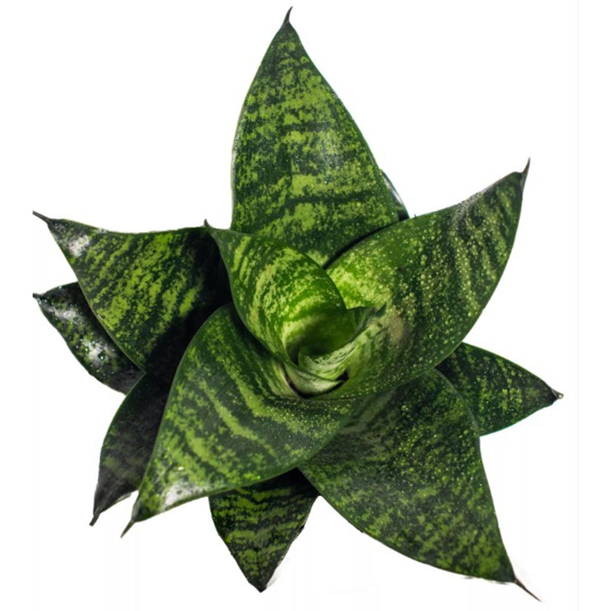 FLORES DE MI TIERRA - Sansevieria Zeylani 15 cm Natural CT15