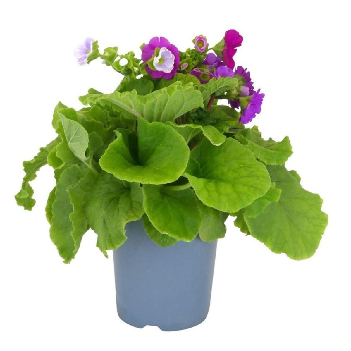 FLORES DE MI TIERRA - Primula Obconica 20 cm Natural CT15