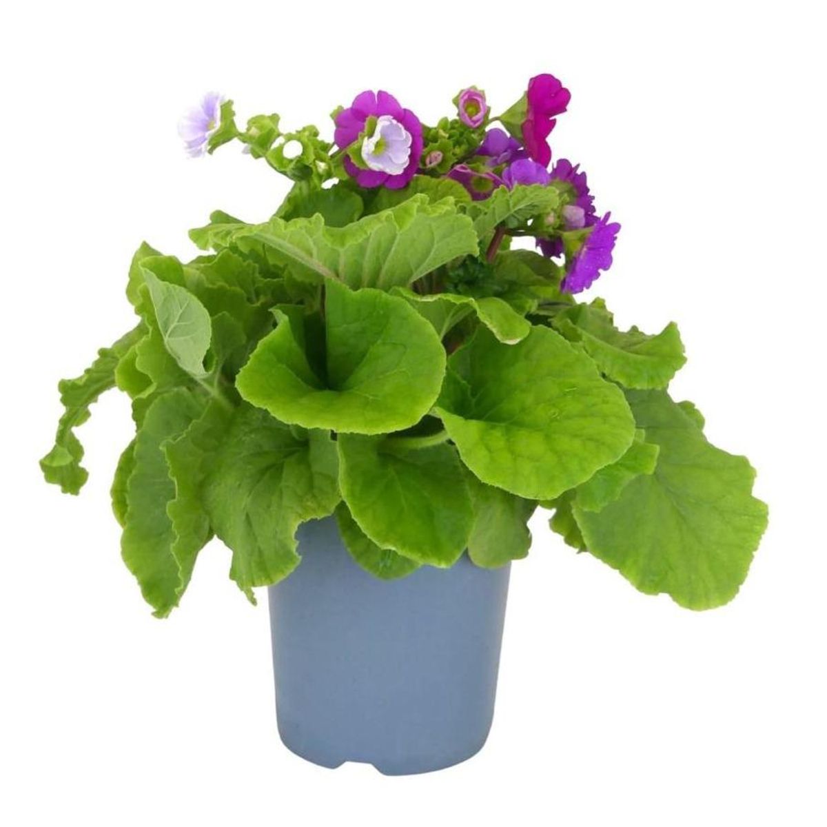 FLORES DE MI TIERRA - Primula Obconica 20 cm Natural CT15