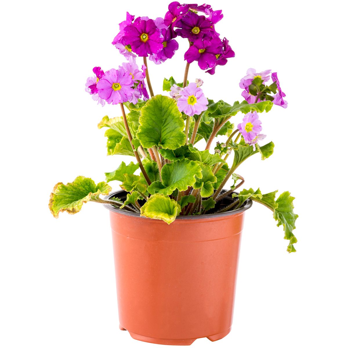 FLORES DE MI TIERRA - Primula Obconica 20 cm Natural CT15