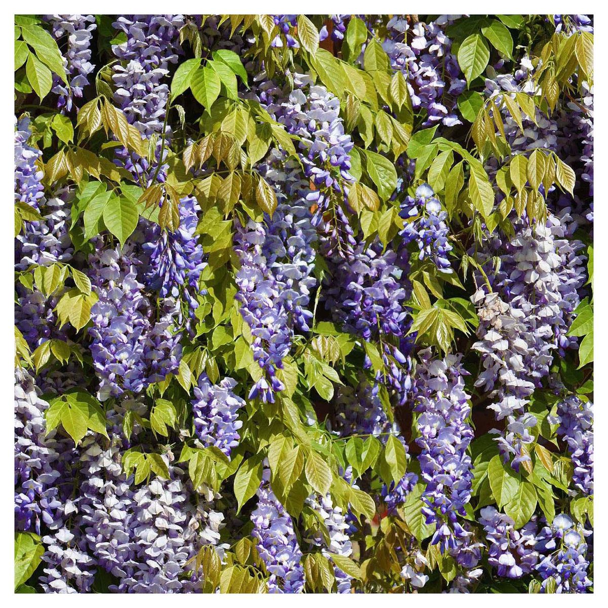 MURESCO - Papel Mural Zen 7307-1 5 m2