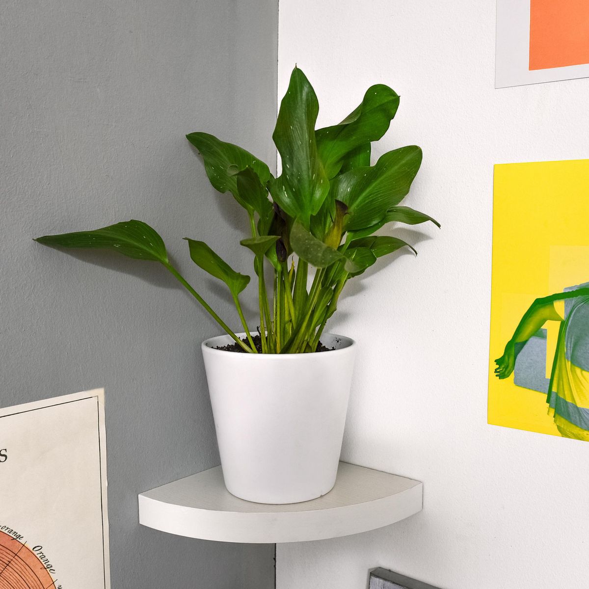 JUST HOME COLLECTION - Repisa Esquina Melamina 1 Nivel(es) 25x3.8x25 cm Blanco