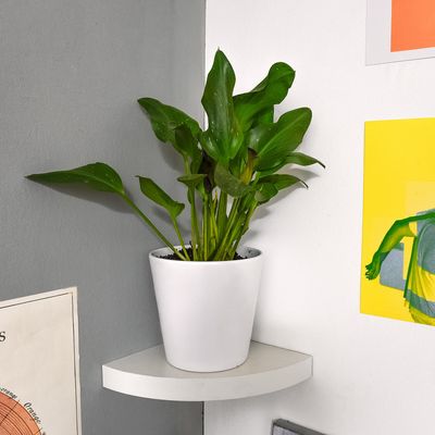 Imagen 2 del producto Repisa Esquina Melamina 1 Nivel(es) 25x3.8x25 cm Blanco