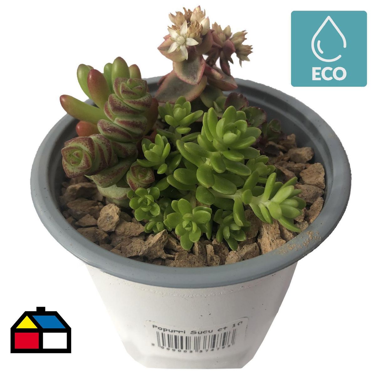 FEROXCACTUS - Popurri Suculentas 4 cm Natural CT10