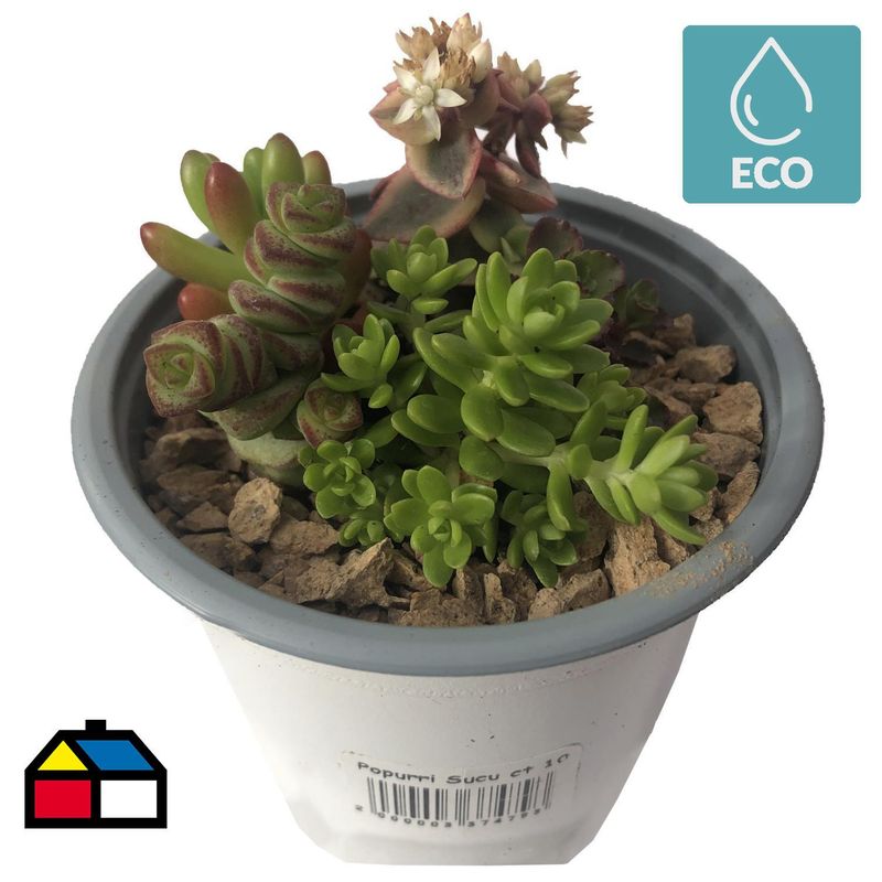 FEROXCACTUS - Popurri Suculentas 4 cm Natural CT10