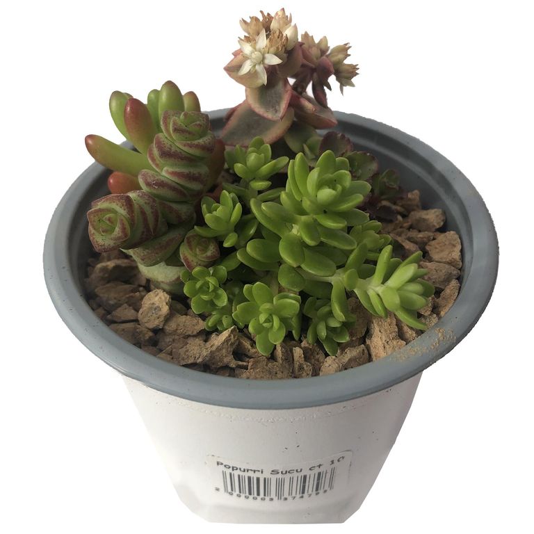 Popurri Suculentas 4 cm Natural CT10