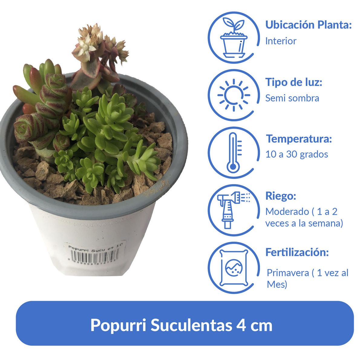 FEROXCACTUS - Popurri Suculentas 4 cm Natural CT10