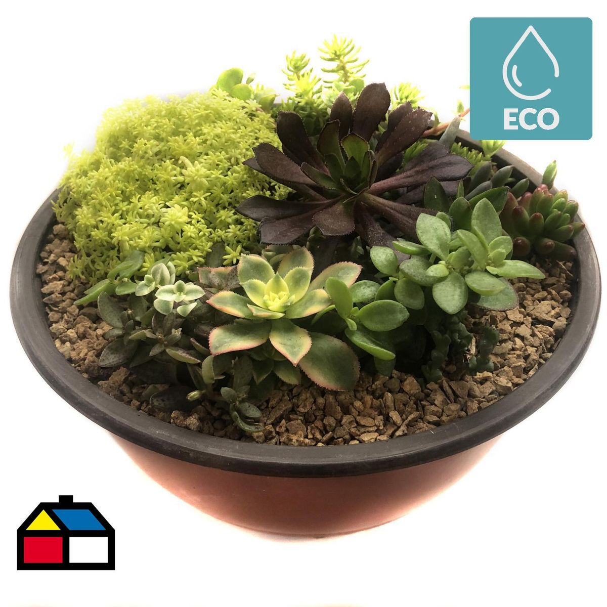 FEROXCACTUS - Arreglo de Suculentas 6 cm Natural CT23