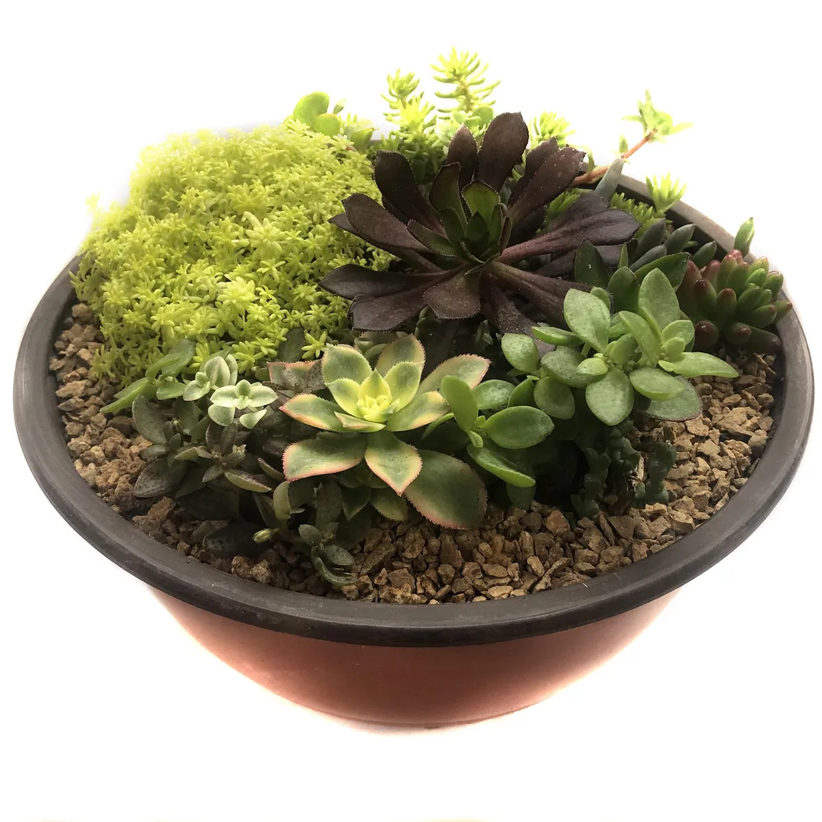 FEROXCACTUS - Arreglo de Suculentas 6 cm Natural CT23