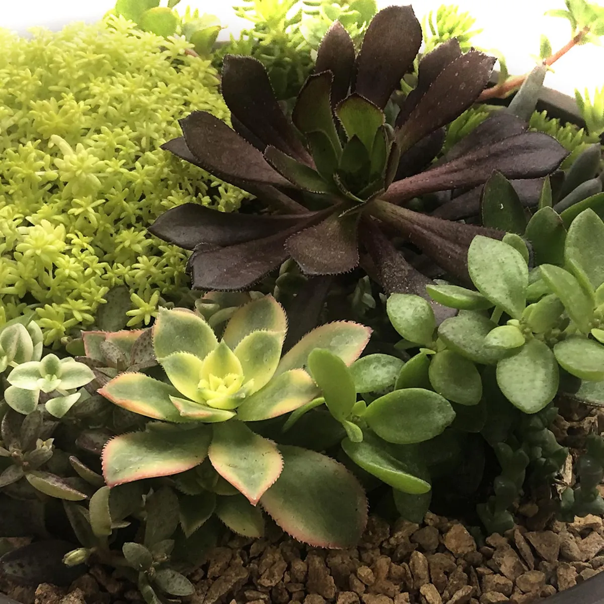 FEROXCACTUS - Arreglo de Suculentas 6 cm Natural CT23